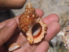 Bursidae