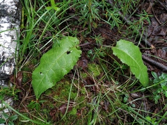 Saussurea dubia
