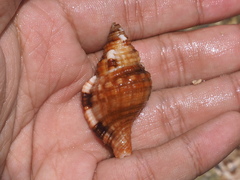 Monoplex pilearis
