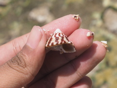 Trochus radiatus