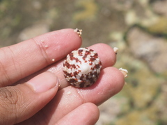 Trochus radiatus