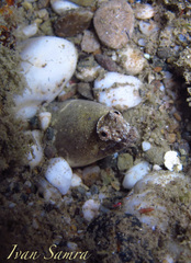 Brachysomophis crocodilinus