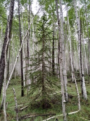 Picea jezoensis jezoensis