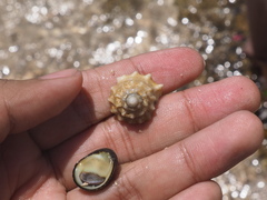 Astralium semicostatum