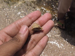 Astralium semicostatum