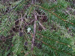 Picea jezoensis jezoensis