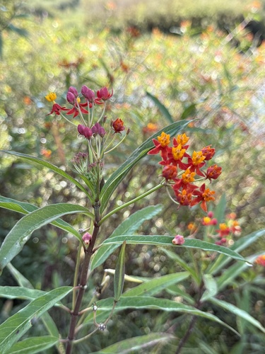 tropical milkweed