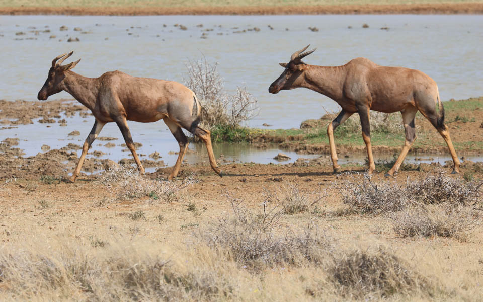 Damaliscus lunatus lunatus, Pixley ka Seme, ZA-NC, ZA, by peters5001