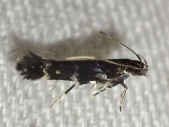 Stagmatophora argyrostrepta