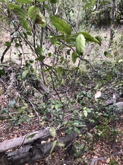 Aphananthe philippinensis