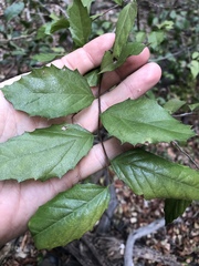 Aphananthe philippinensis