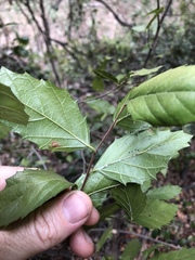 Aphananthe philippinensis