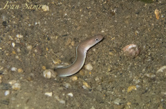 Gymnothorax albimarginatus