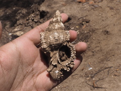 Chicoreus torrefactus
