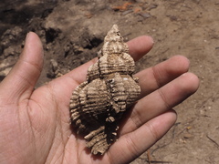 Chicoreus torrefactus