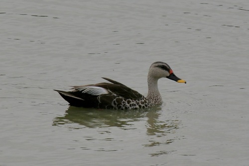 Canard à bec tacheté