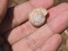 Elaphroconcha javacensis