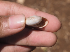 Elaphroconcha javacensis