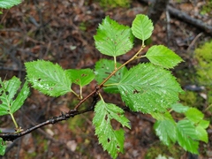 Betula lanata