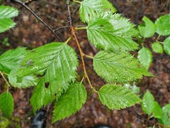 Betula lanata