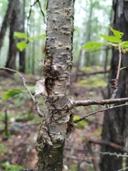 Betula lanata