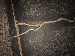 Hypsiglena chlorophaea