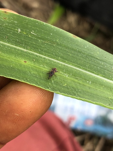 Wheat Weevil