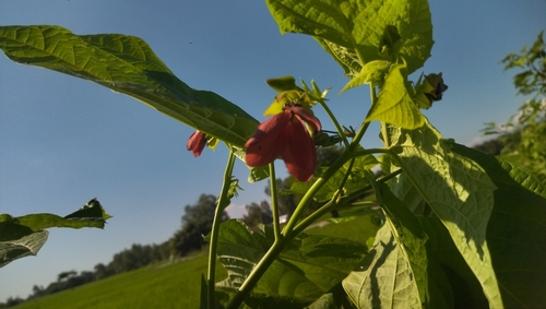 Devil's-cotton (Abroma augustum)