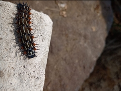 Doleschallia bisaltide