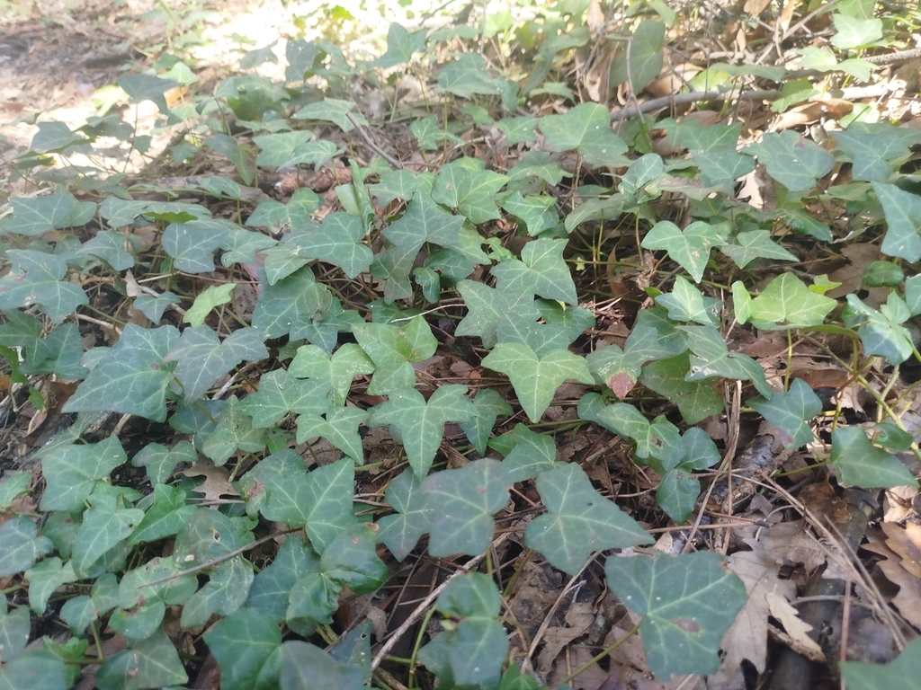 Common ivy