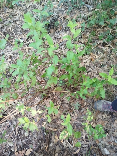 Sage-leaved Rock-rose