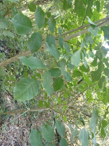 Manna ash
