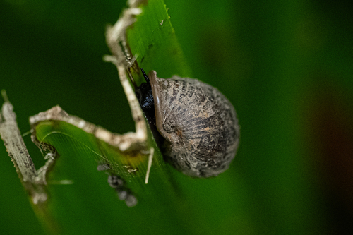 common pythia