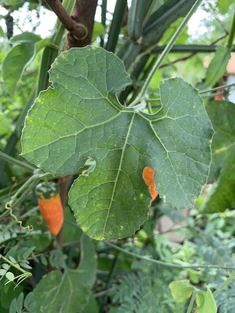 Kedrostis hirtella 3