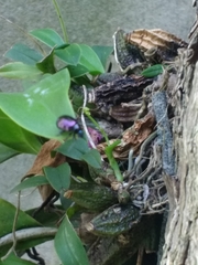 Macrohaltica transversa