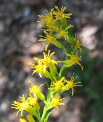 Solidago virgata