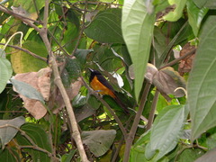 Icterus oberi
