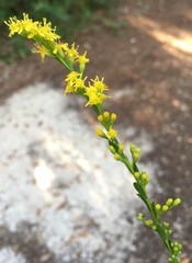 Solidago virgata