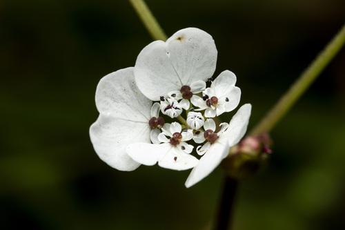 konkan pinda (Pinda concanensis)