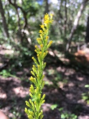 Solidago virgata