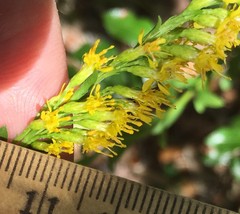 Solidago virgata