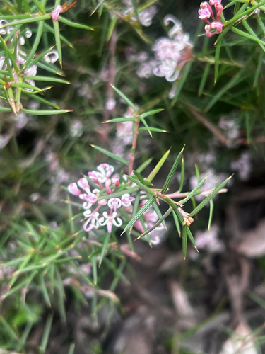 Prickly Grevillea (Grevillea halmaturina)
