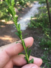 Solidago virgata
