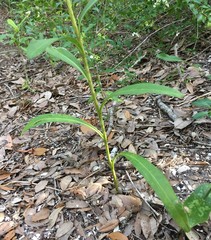 Solidago virgata