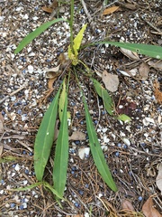 Solidago virgata