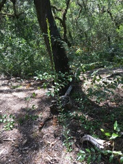 Solidago virgata