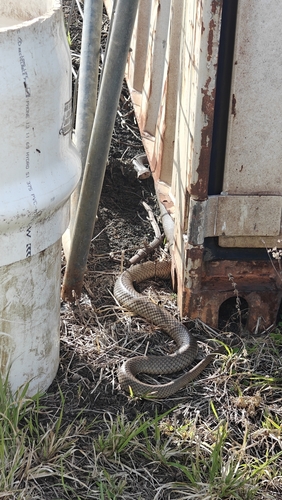 Eastern Brown Snake sighting