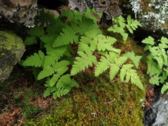 Gymnocarpium jessoense
