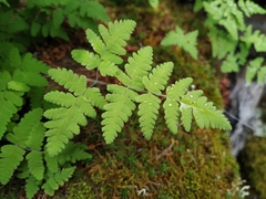 Gymnocarpium jessoense