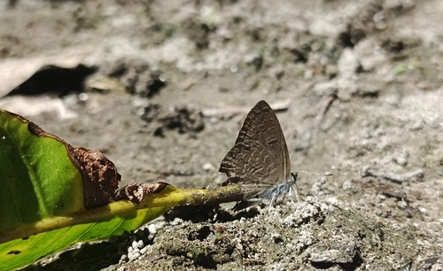 Common Ciliate Blue
